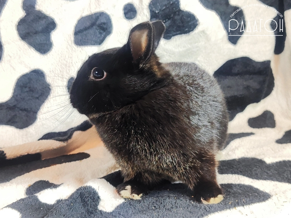 Декоративный карликовый кролик Стальной оттер чёрный