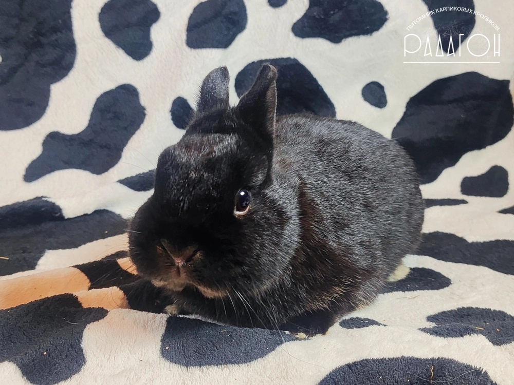 Декоративный кролик породы Немецкий цветной карлик окраса Стальной оттер чёрный - Радагон Лилит