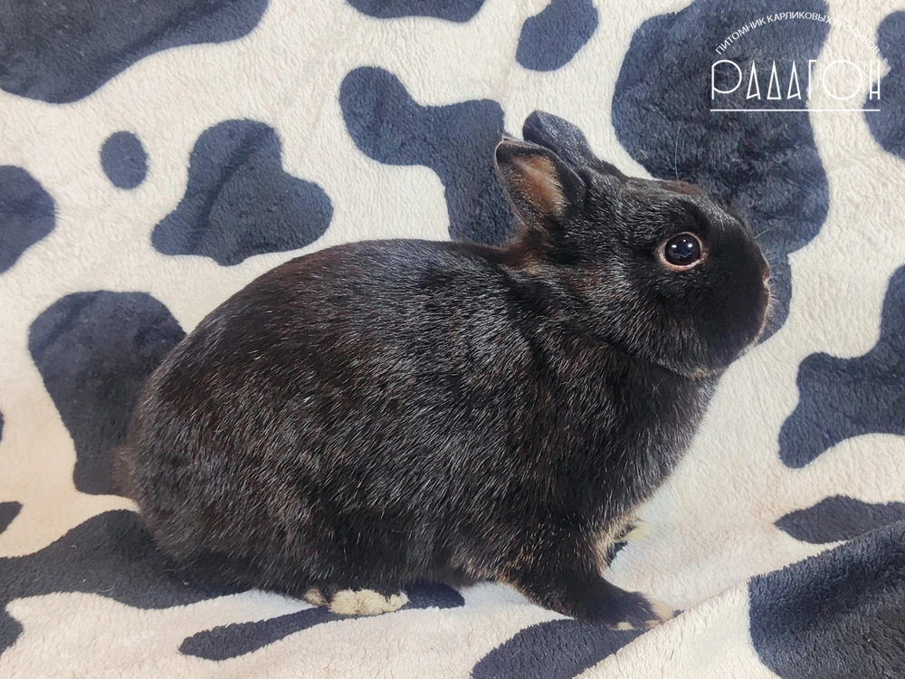 Декоративный карликовый кролик Стальной оттер чёрный