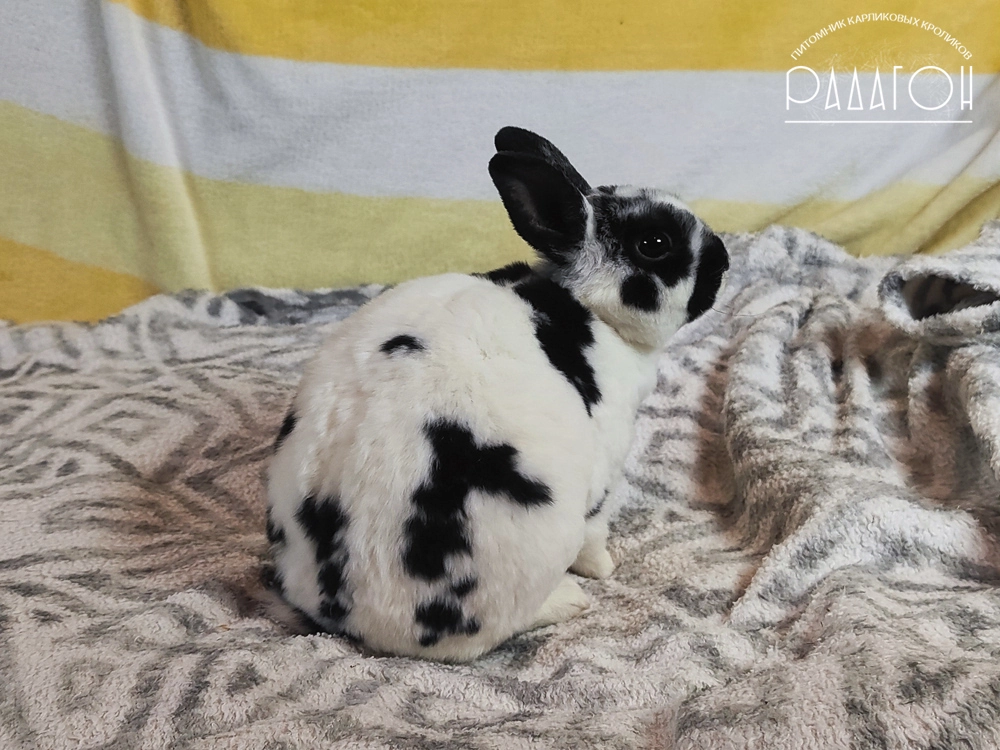 Декоративный карликовый кролик Черный пятнистый