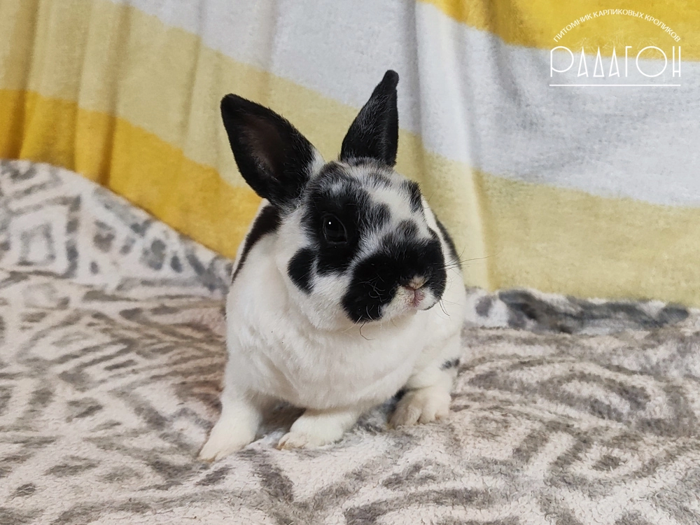 Декоративный кролик породы Карликовый рекс окраса Черный пятнистый - Радагон Люк