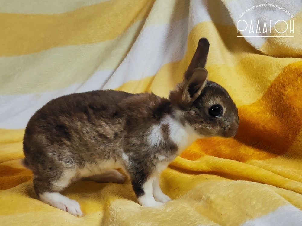 Декоративный карликовый кролик Агути плащевой