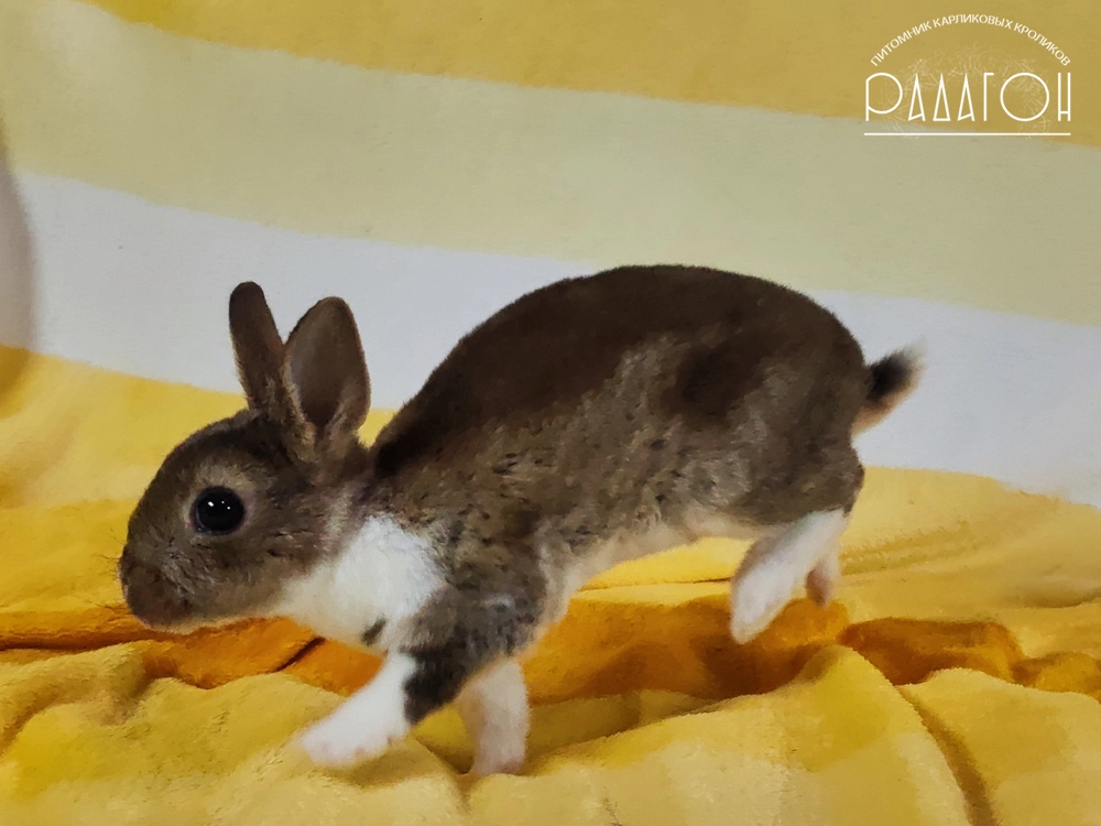Декоративный карликовый кролик Агути плащевой