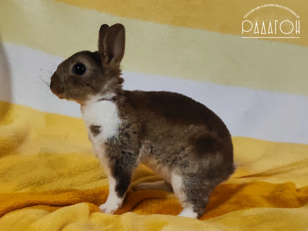 Декоративный карликовый кролик Агути плащевой
