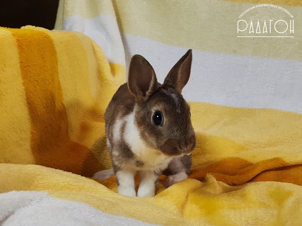 Декоративный кролик породы Карликовый рекс окраса Агути плащевой - Радагон Медовик