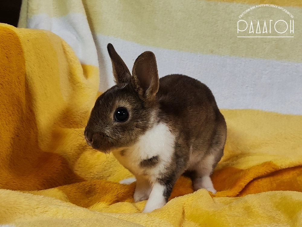 Декоративный карликовый кролик Агути плащевой