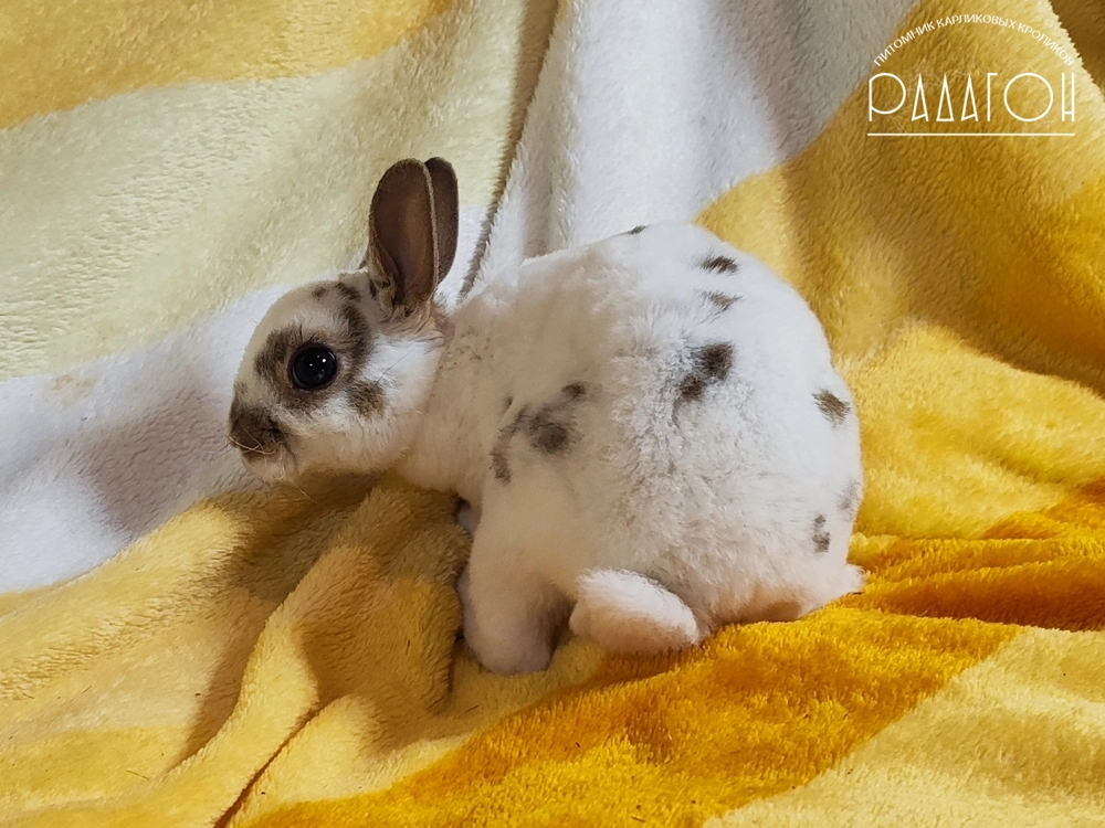 Декоративный карликовый кролик Далматин агути