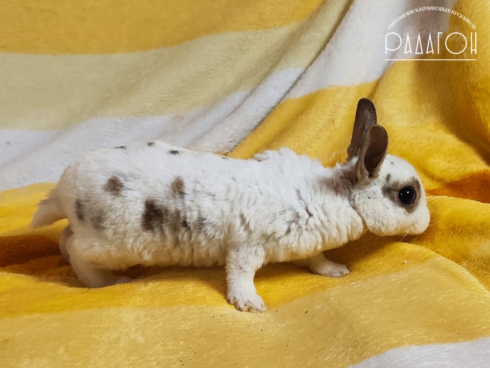 Декоративный карликовый кролик Далматин агути