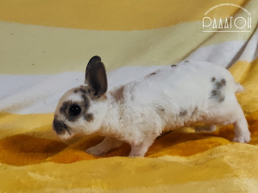 Декоративный кролик породы Карликовый рекс окраса Далматин агути - Радагон Монблан