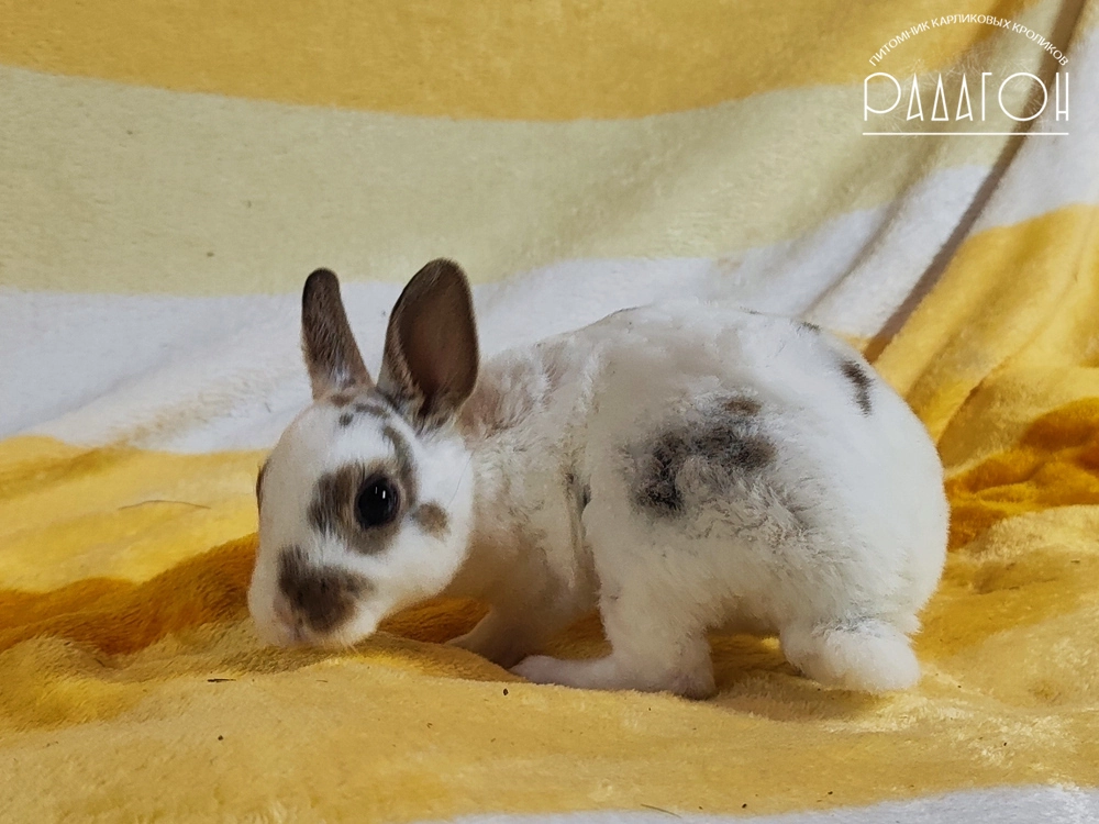 Декоративный карликовый кролик Далматин агути