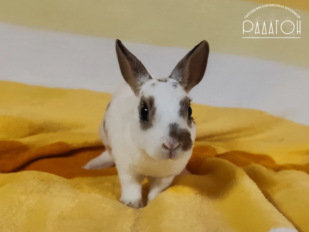Декоративный карликовый кролик Далматин агути