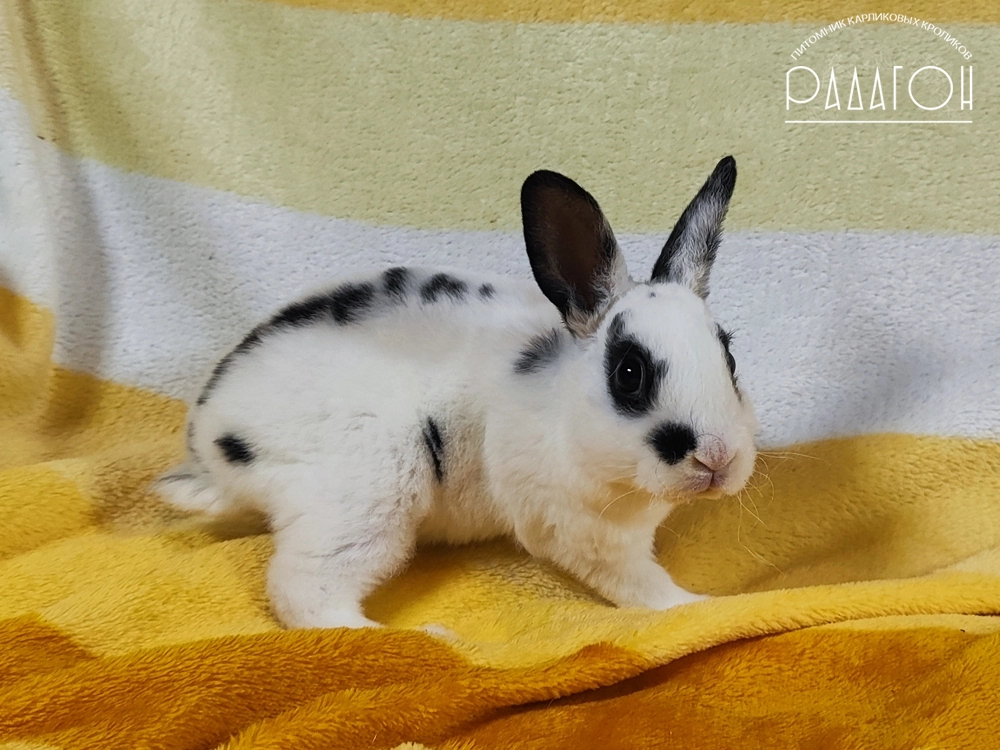 Декоративный карликовый кролик Черный пятнистый