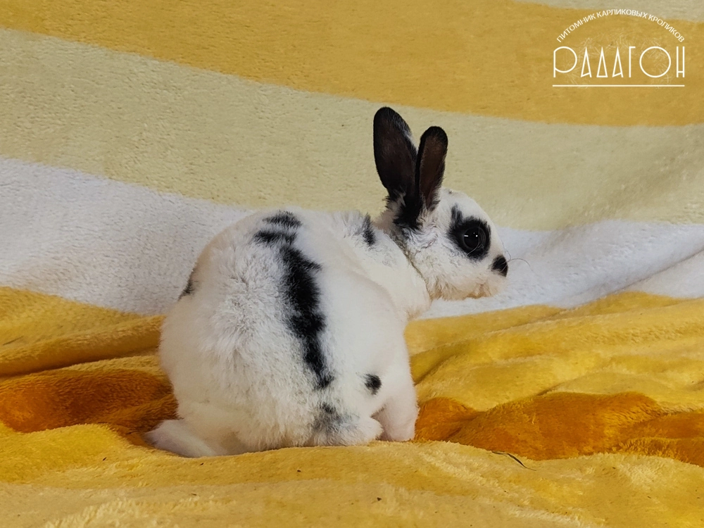 Декоративный карликовый кролик Черный пятнистый