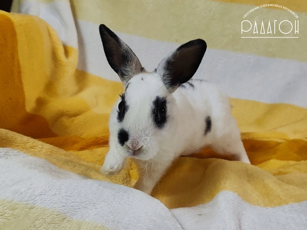 Декоративный карликовый кролик Черный пятнистый