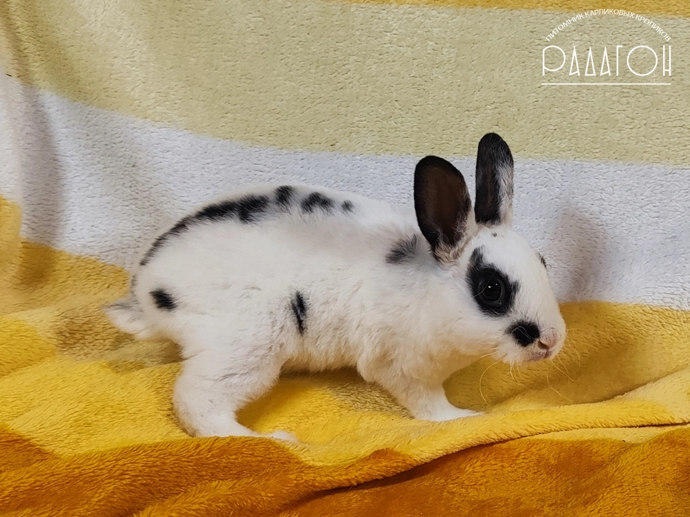 Декоративный карликовый кролик Черный пятнистый