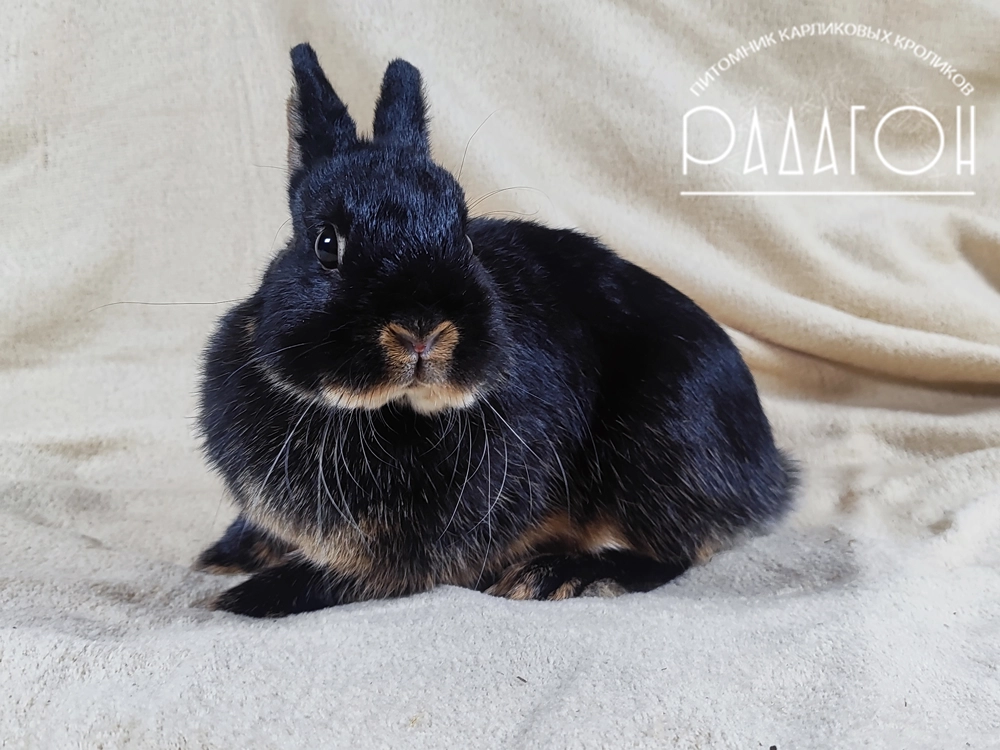Декоративный кролик породы Немецкий цветной карлик окраса Черный оттер - Радагон Нанайя