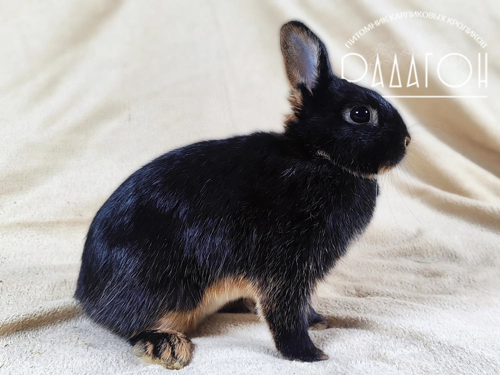 Декоративный карликовый кролик Черный оттер