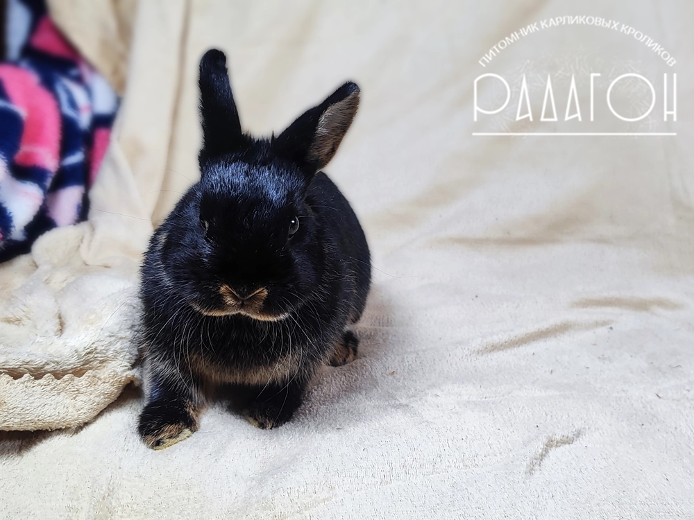 Декоративный карликовый кролик Черный оттер