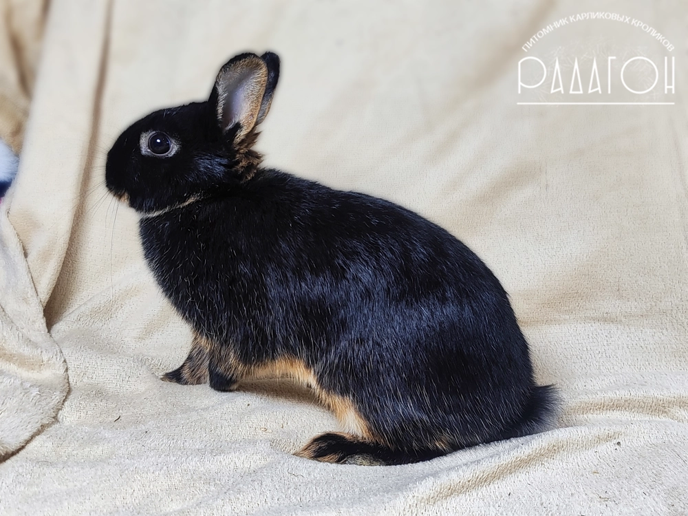 Декоративный карликовый кролик Черный оттер