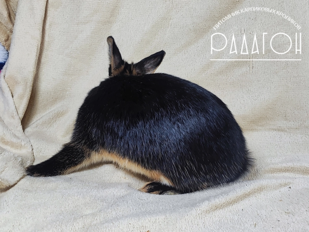 Декоративный карликовый кролик Черный оттер