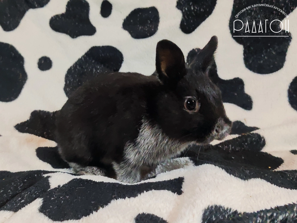 Декоративный карликовый кролик Черный серебристый