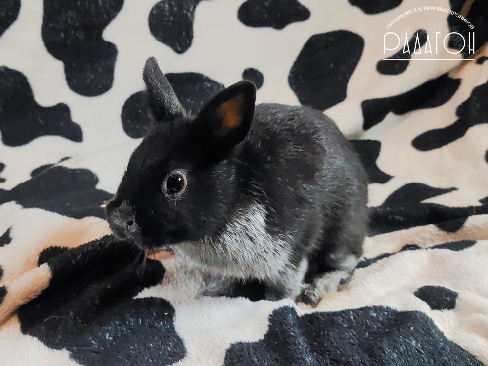Декоративный кролик породы Немецкий цветной карлик окраса Черный серебристый - Радагон Никас