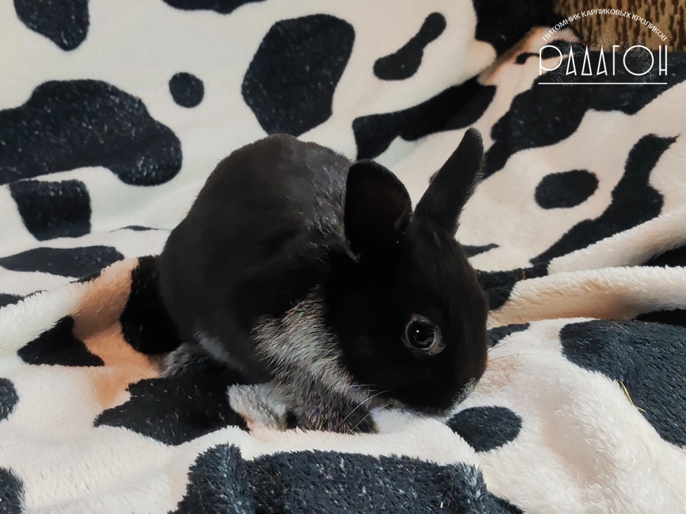 Декоративный карликовый кролик Черный серебристый