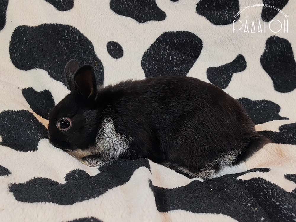 Декоративный карликовый кролик Черный серебристый