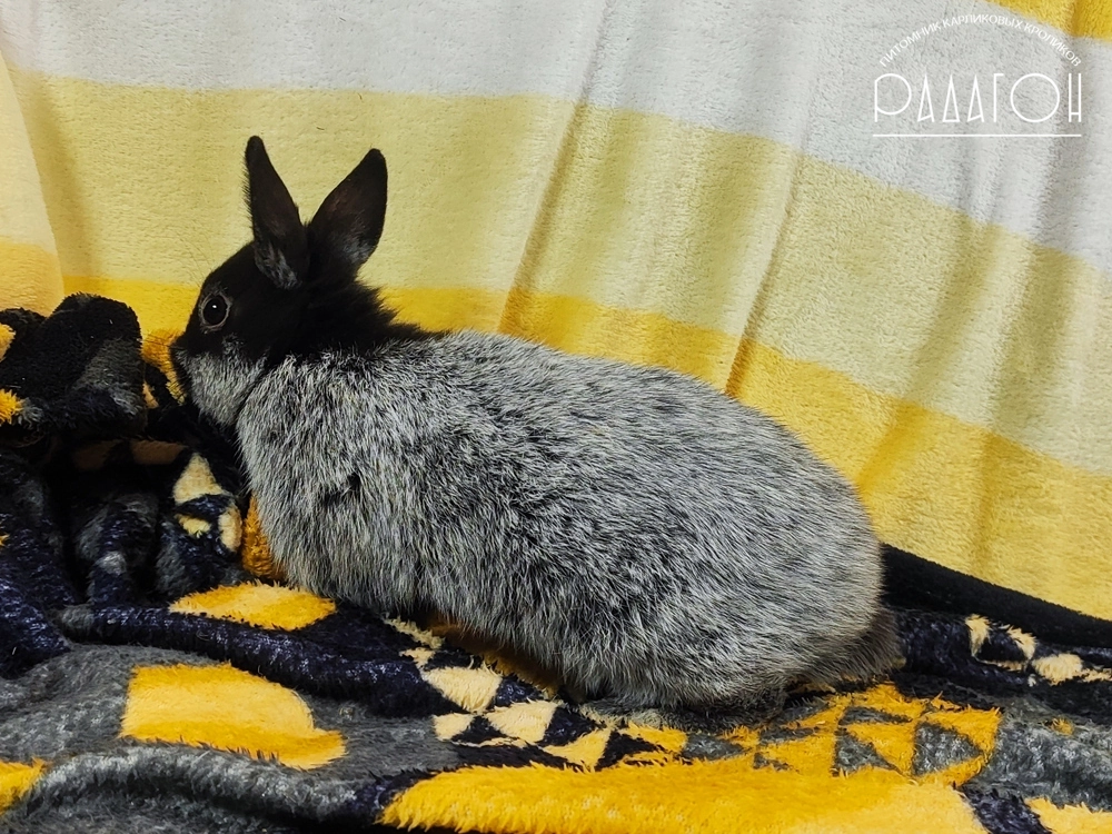 Декоративный карликовый кролик Светлое серебро