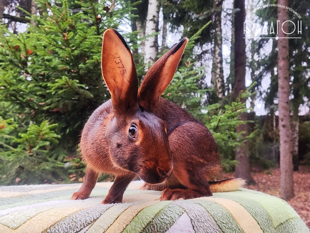 Декоративный карликовый кролик Красно-коричневый