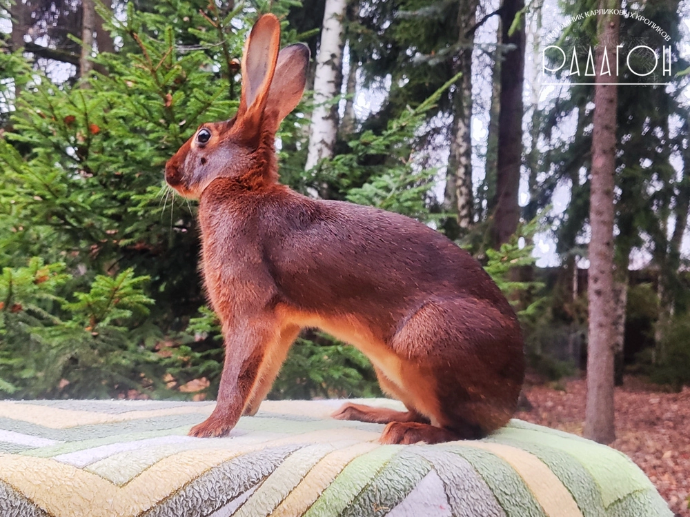 Декоративный кролик породы Бельгийский заяц окраса Красно-коричневый - Огнь для Радагона