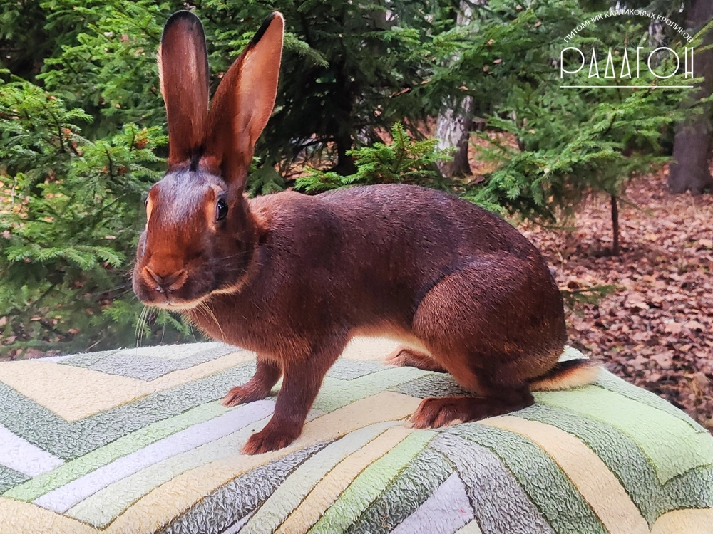 Декоративный карликовый кролик Красно-коричневый