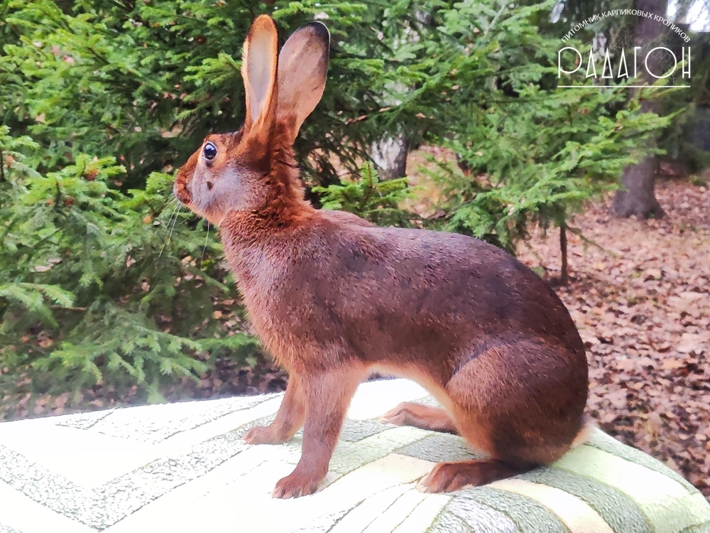 Декоративный карликовый кролик Красно-коричневый