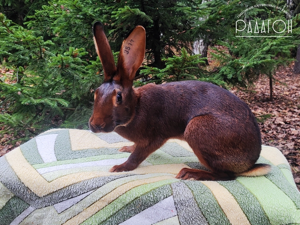 Декоративный карликовый кролик Красно-коричневый