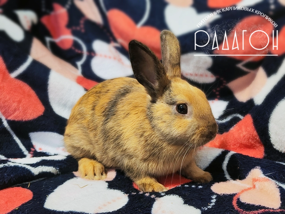 Купить декоративного кролика из питомника в Москве 🐰