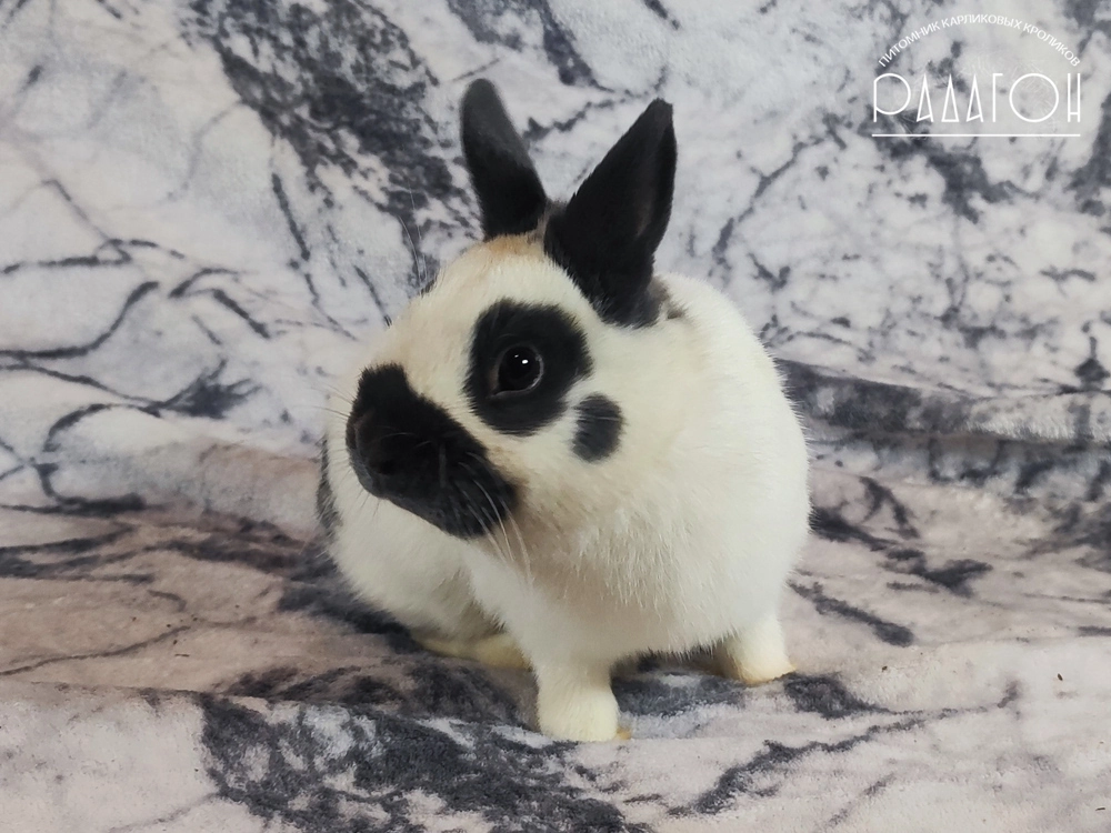 Декоративный карликовый кролик Голубой пёстрый