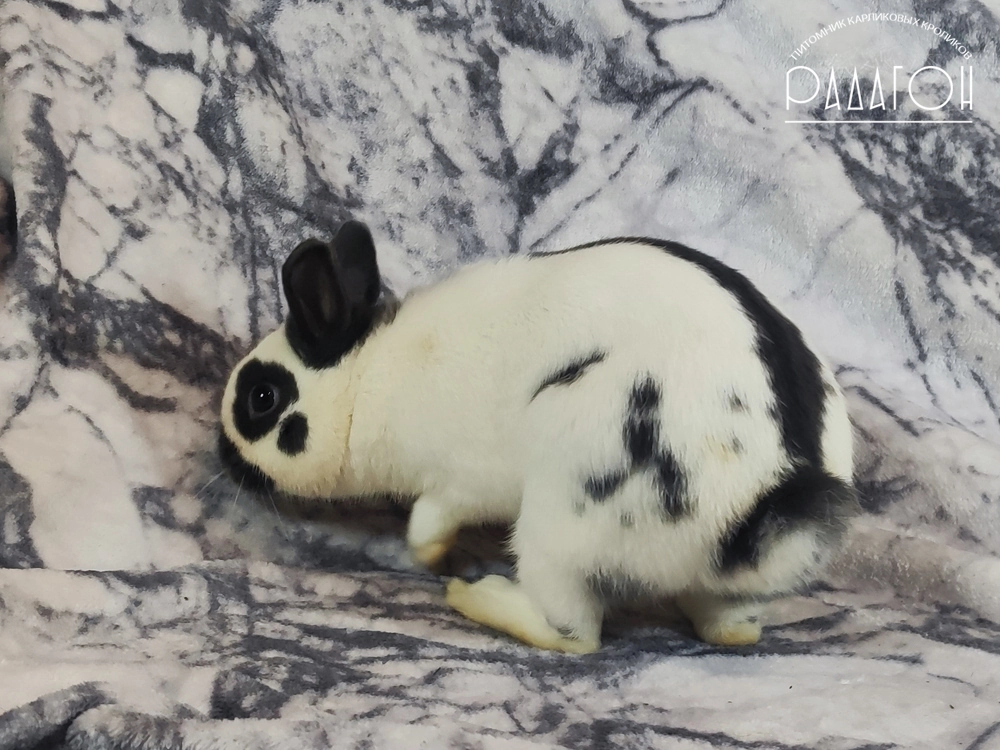 Декоративный карликовый кролик Голубой пёстрый