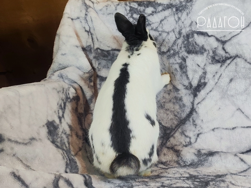 Декоративный карликовый кролик Голубой пёстрый