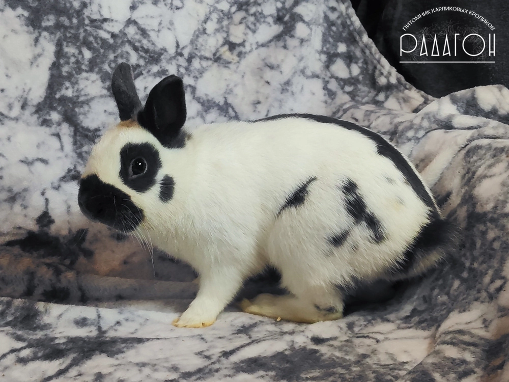 Декоративный кролик породы Карликовый строкач окраса Голубой пёстрый - Опал для Радагона