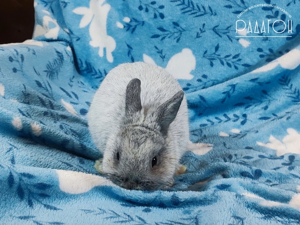 Декоративный карликовый кролик Светлое серебро