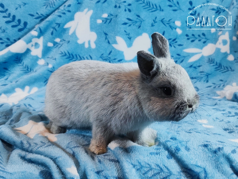 Декоративный кролик породы Немецкий цветной карлик окраса Светлое серебро - Пепел для Радагона