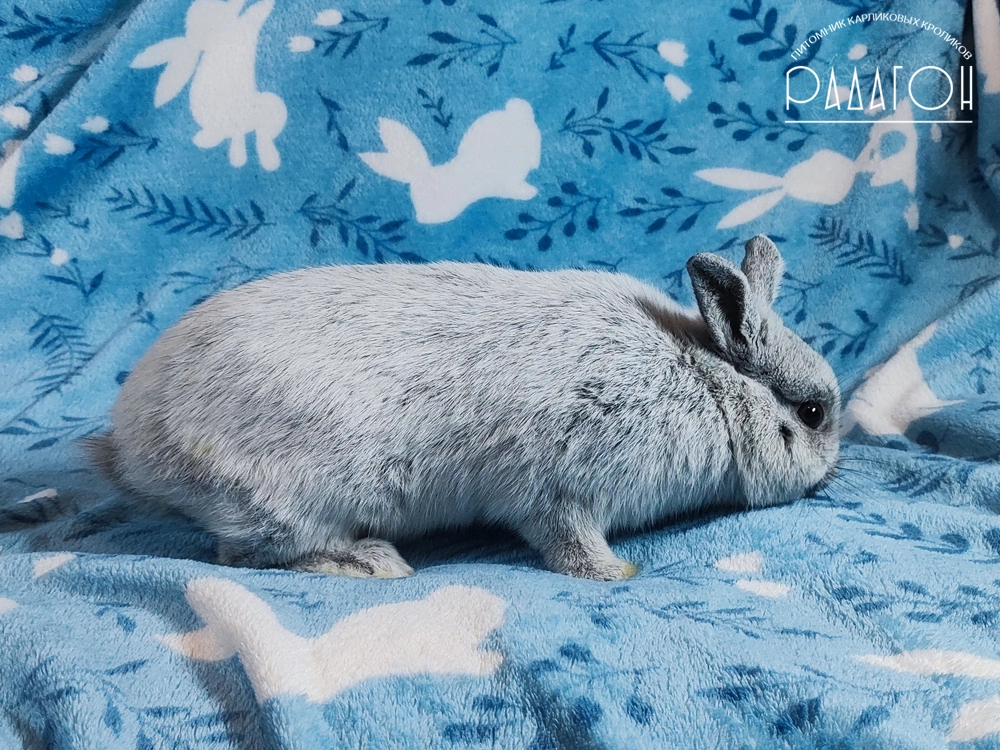 Декоративный карликовый кролик Светлое серебро