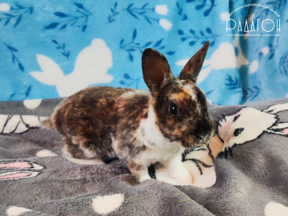 Декоративный карликовый кролик Гепард
