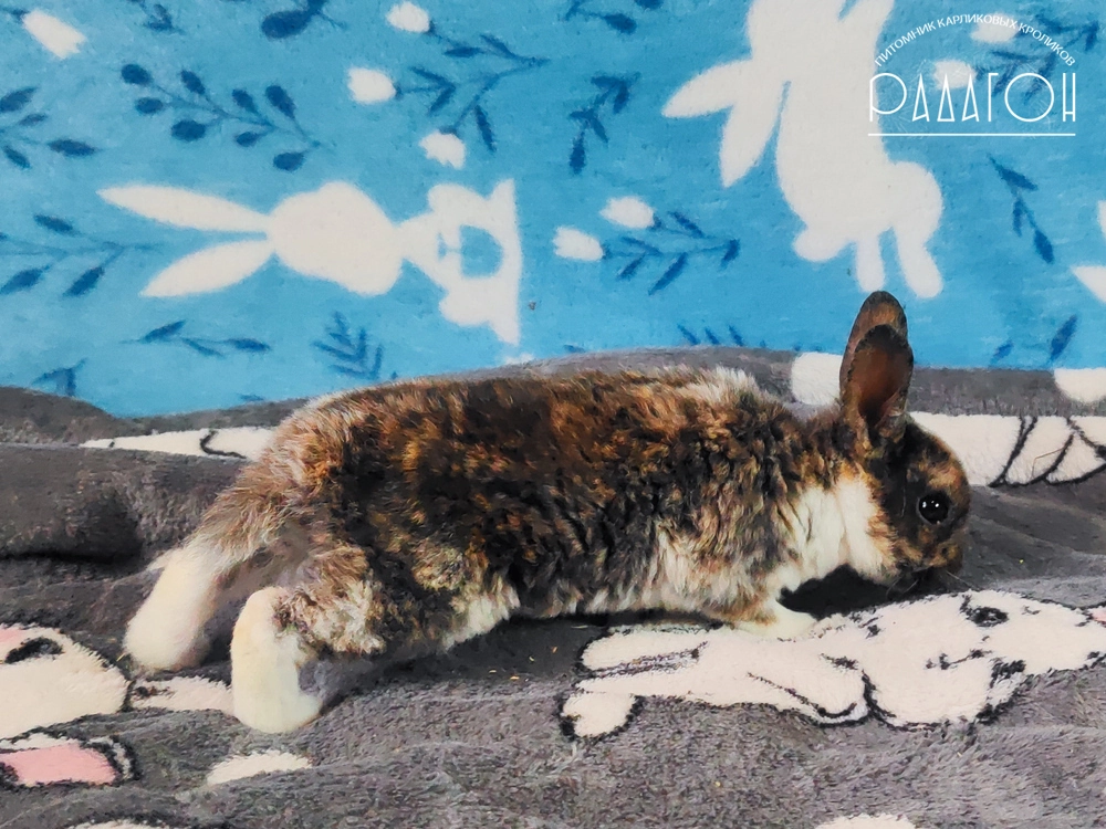 Декоративный карликовый кролик Гепард