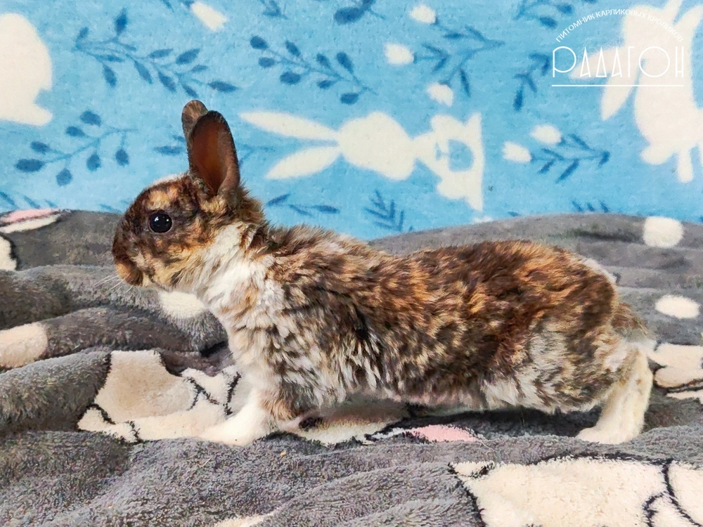 Декоративный карликовый кролик Гепард