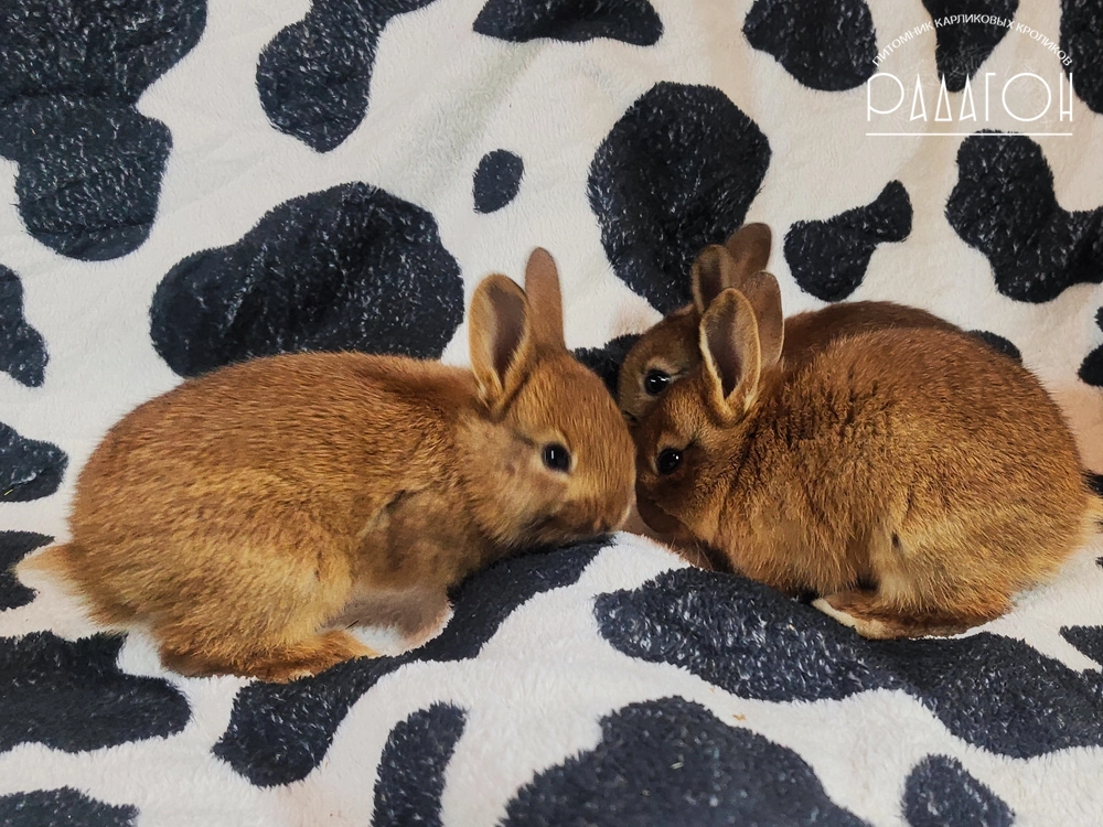 Декоративный карликовый кролик Дейленар