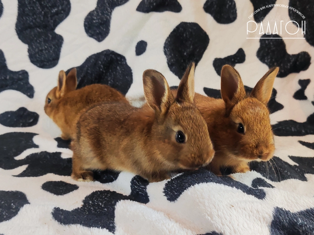Декоративный карликовый кролик Дейленар