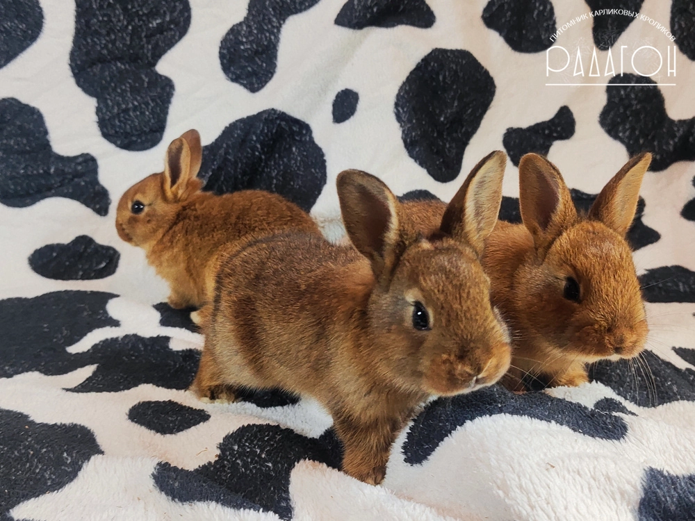 Декоративный кролик породы Бельгийский заяц + голландский карлик окраса Дейленар - Радагон Ёкко, Ётрин, Ёрик