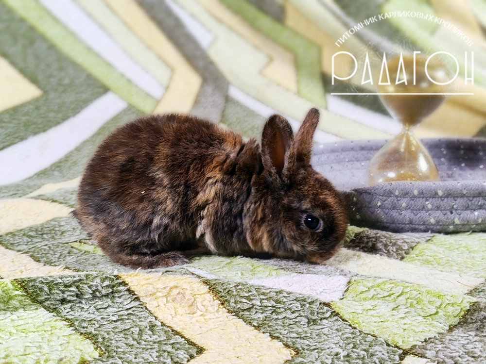 Декоративный карликовый кролик Японский