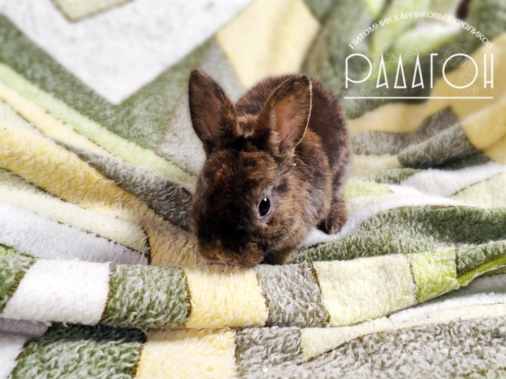 Декоративный карликовый кролик Японский